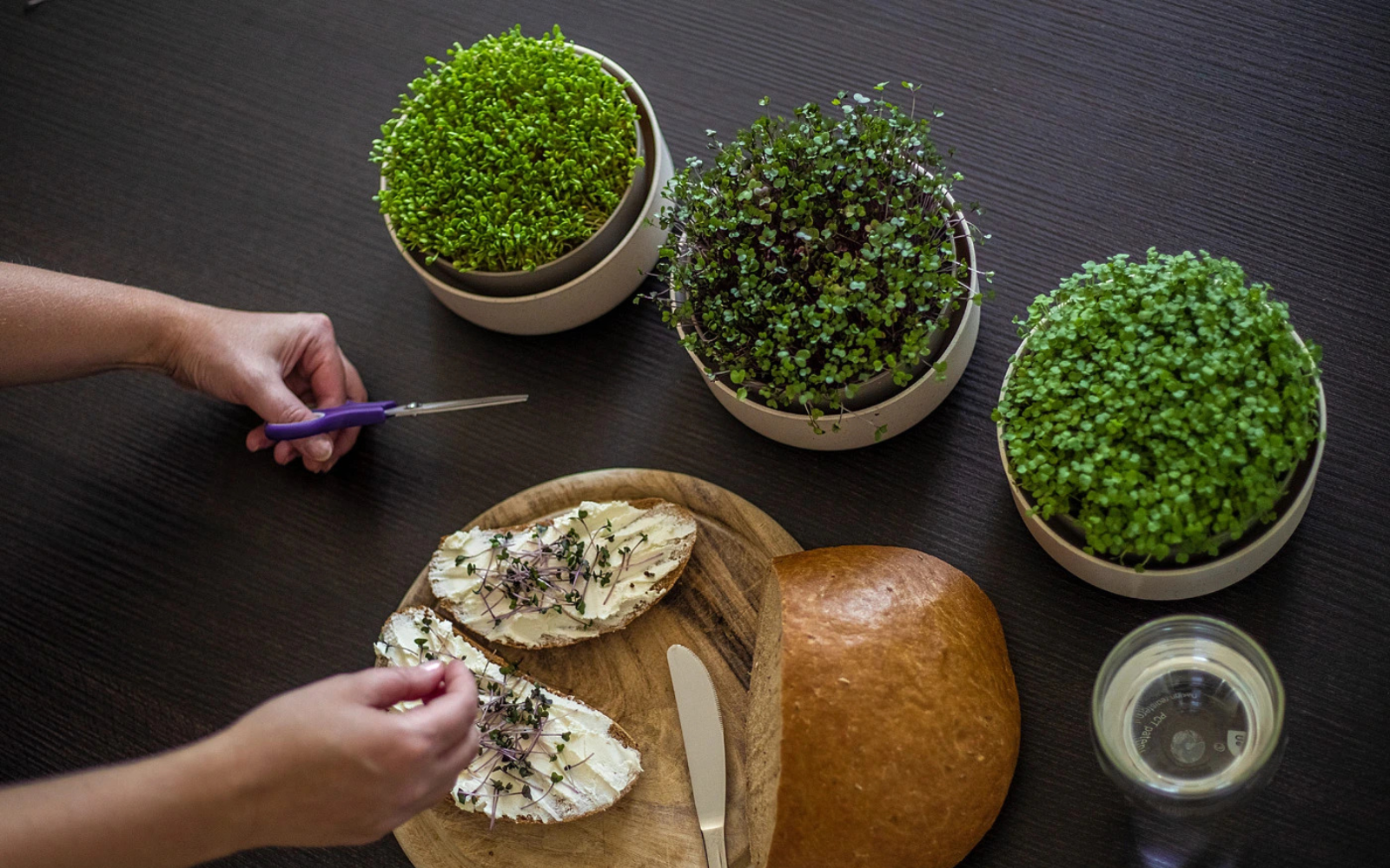 Klíčící miska microgreens